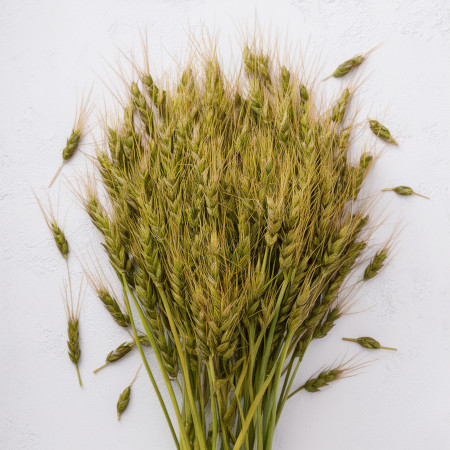 Barley